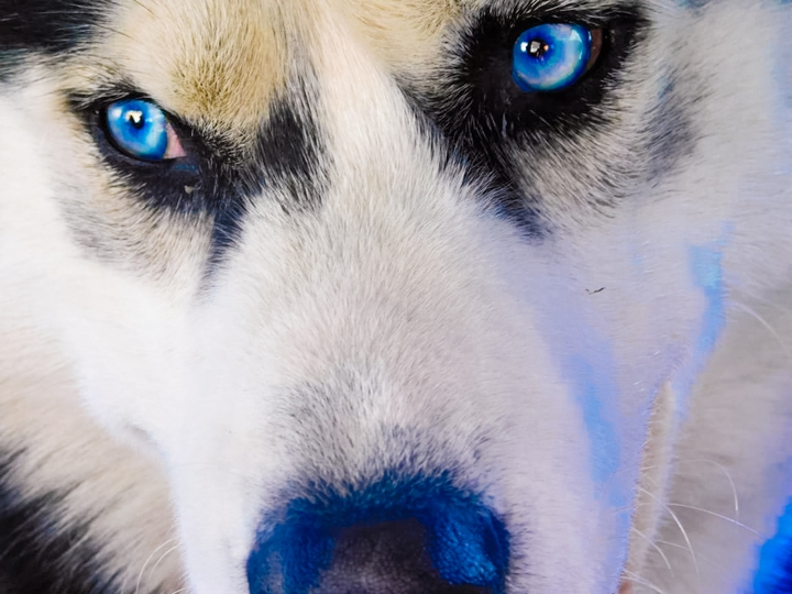 My lovely dog