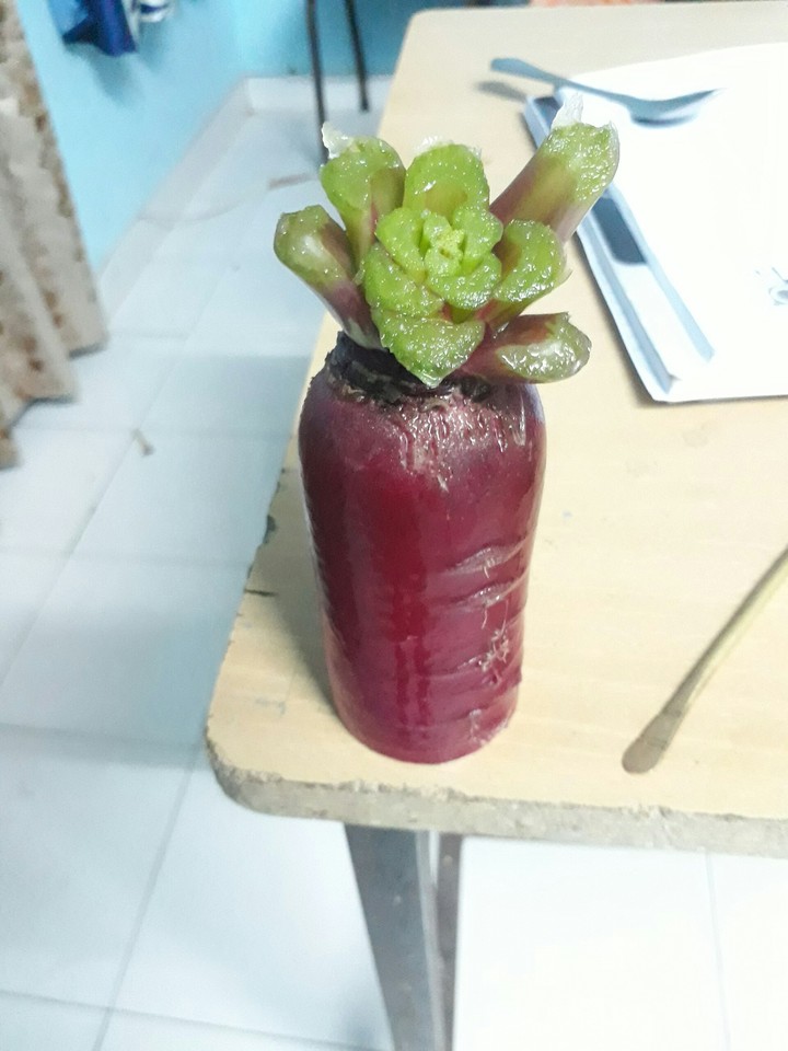 #cross carrot&raddish