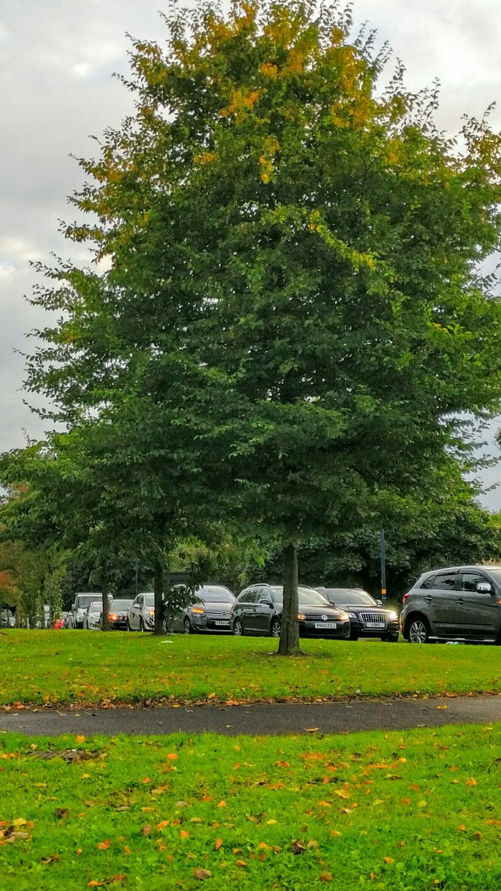 Tree For Life