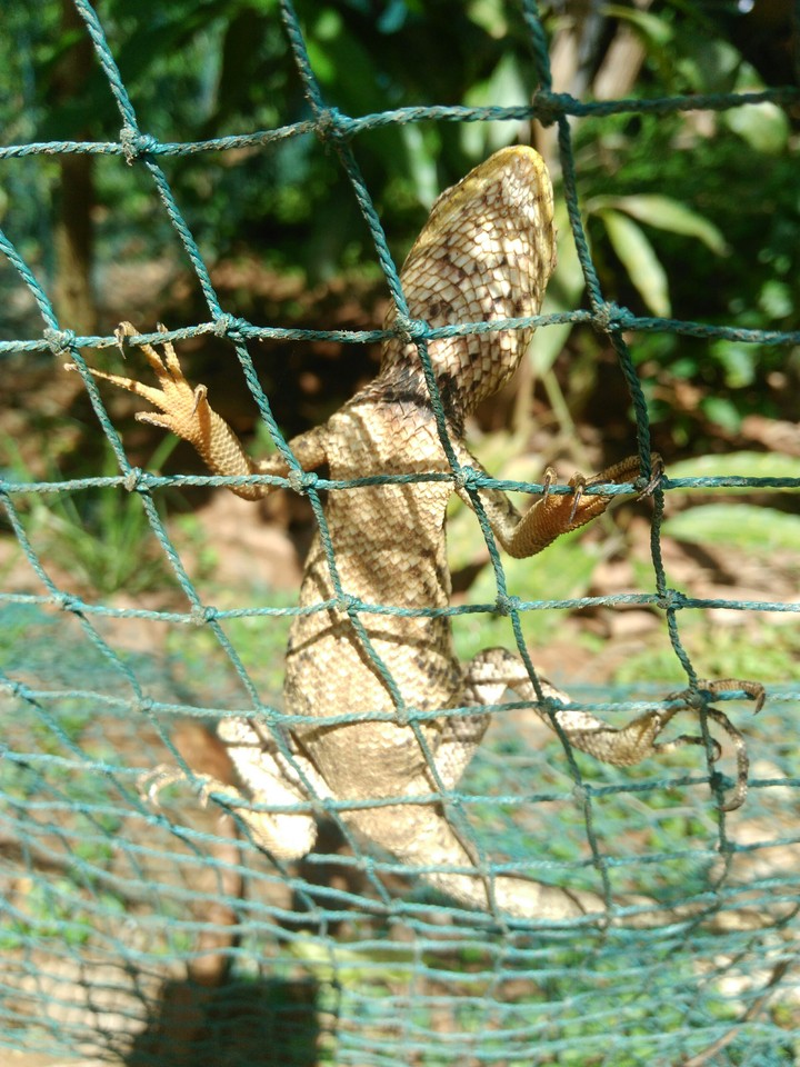 garden lizard