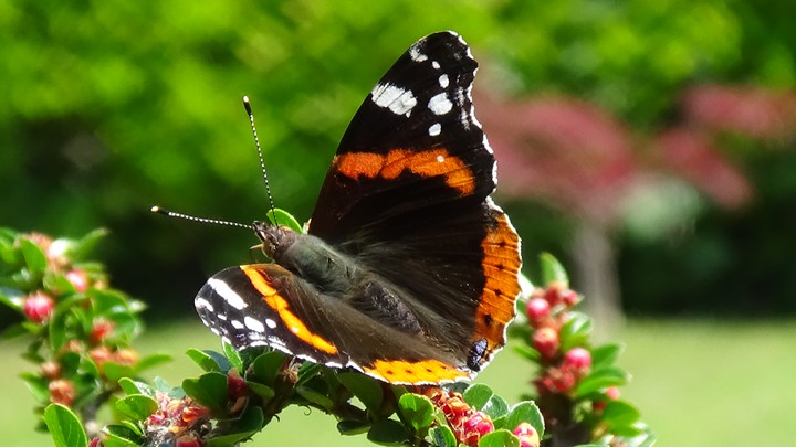 In my garden