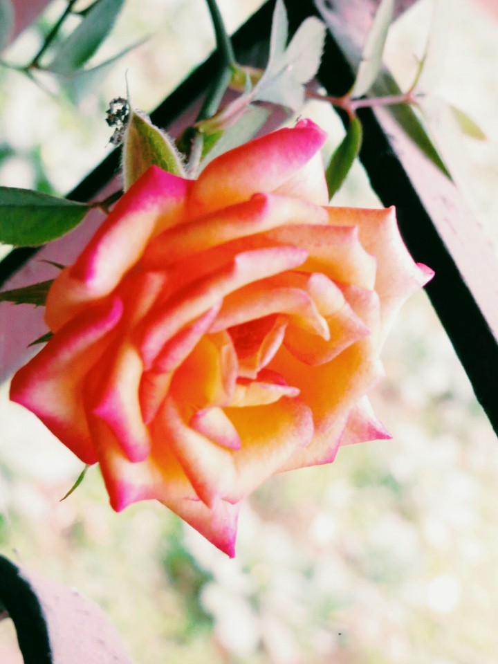 Beautiful Rose 