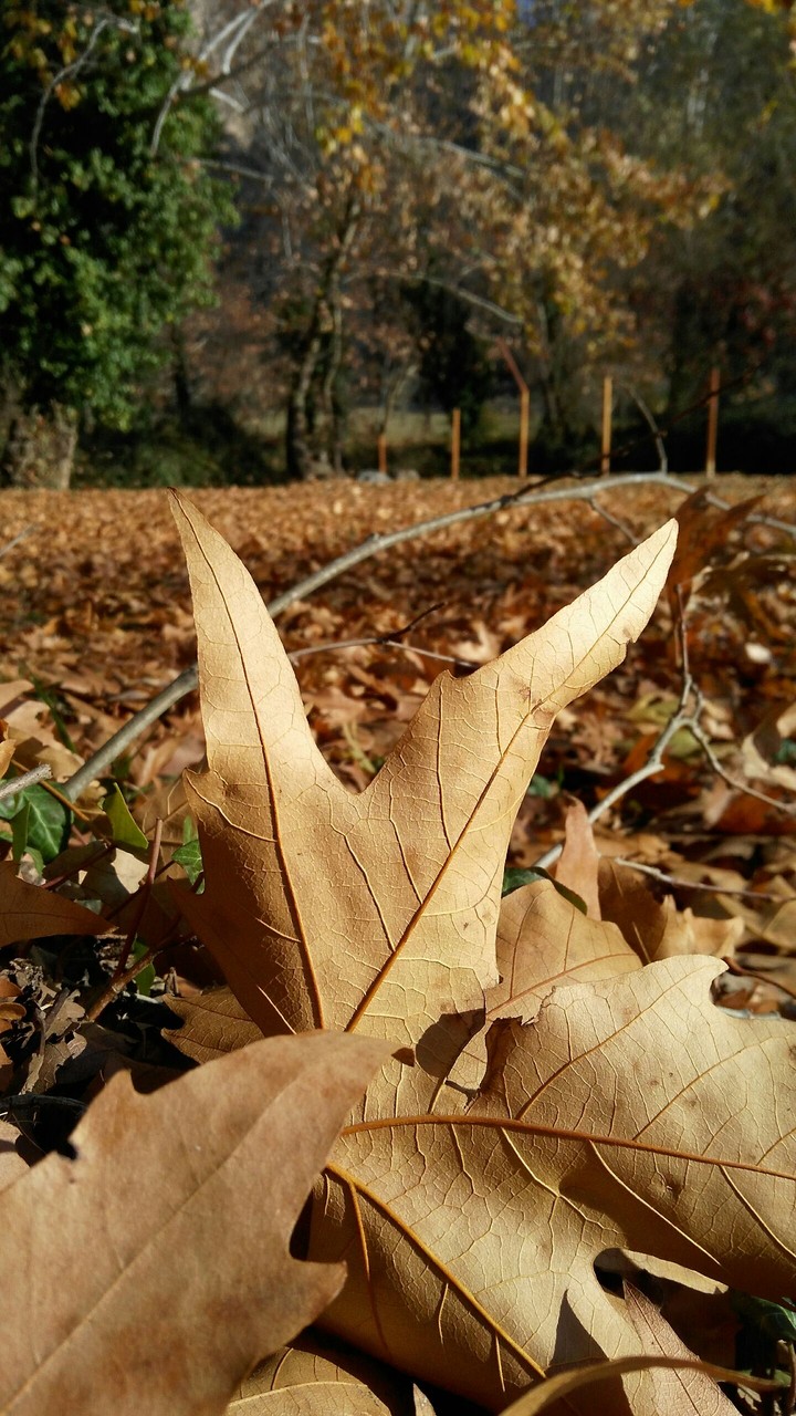 leaf