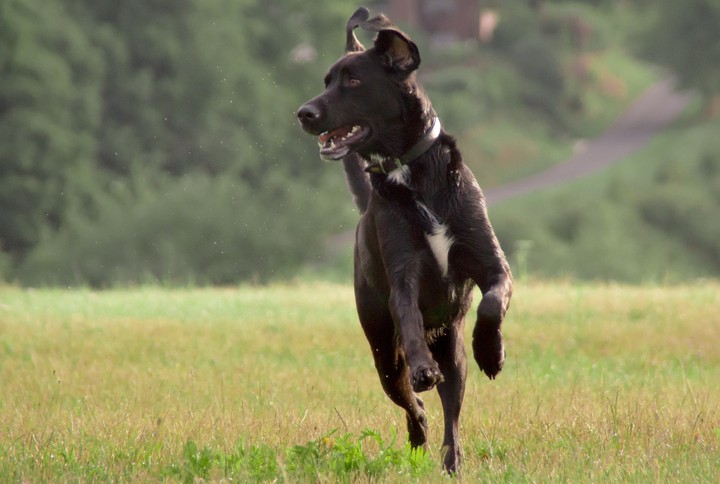 happy dog