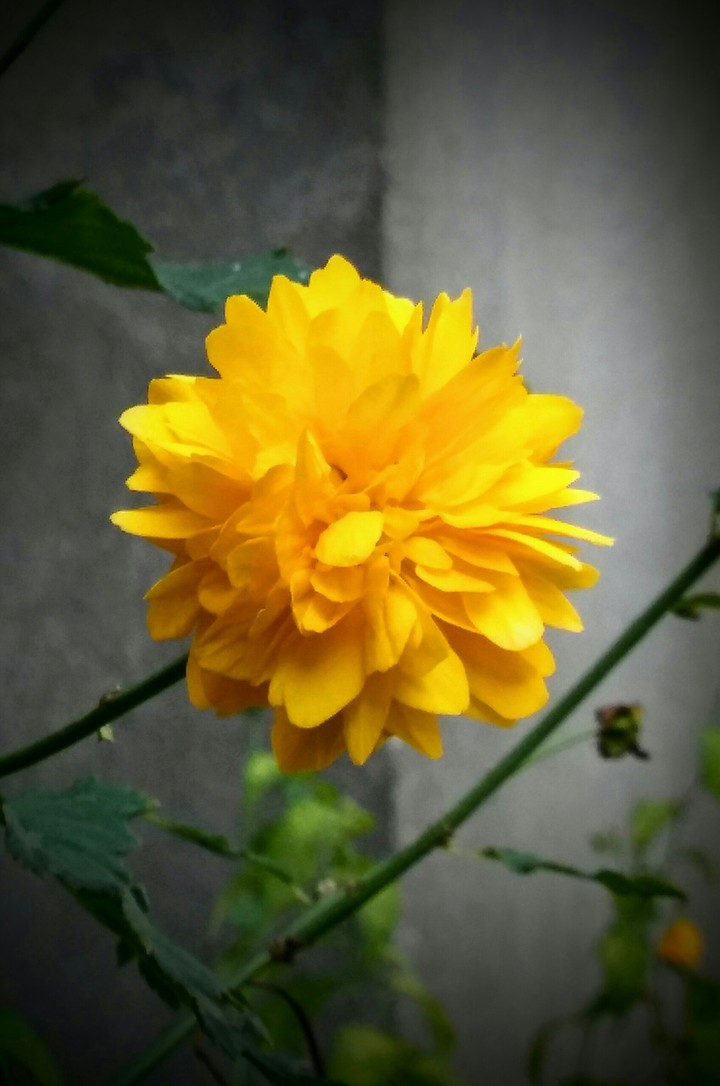 Flower Power of yellow sunflower.  :-)