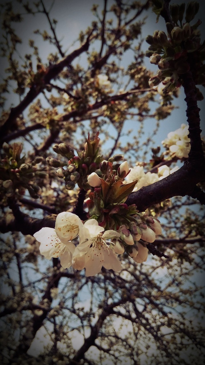 Cherry tree Spring