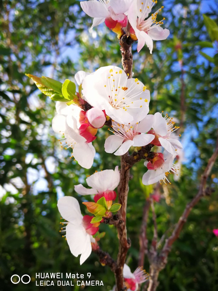 mate9