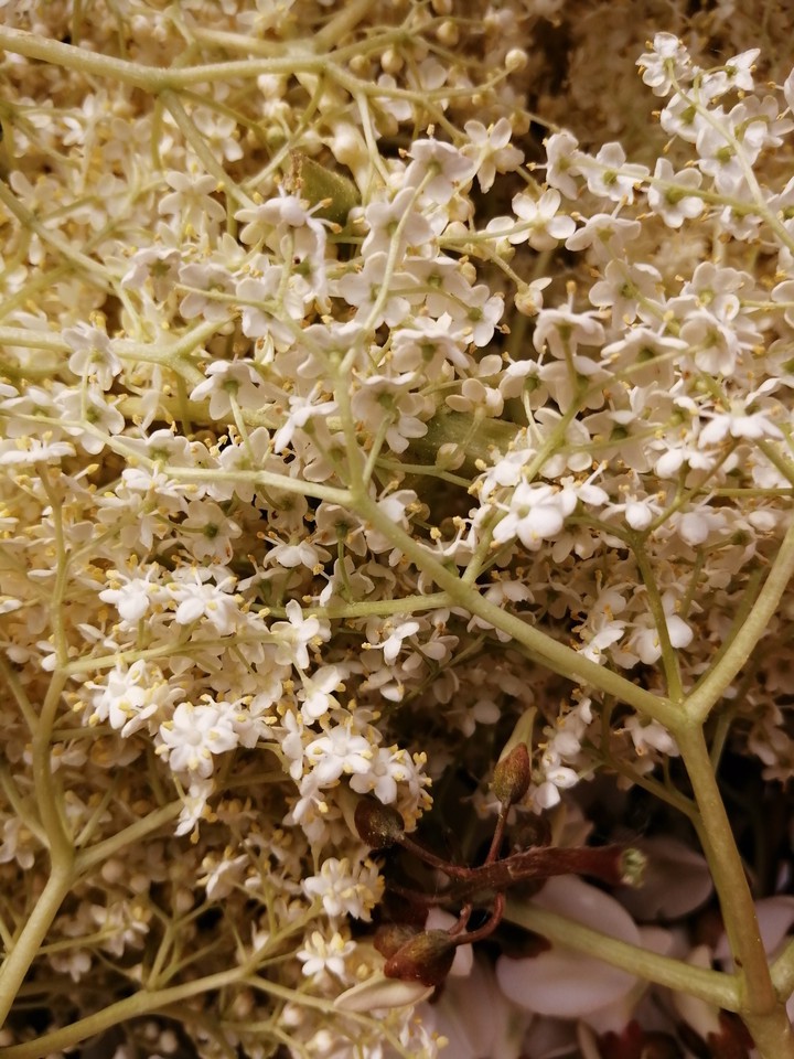 elderflower