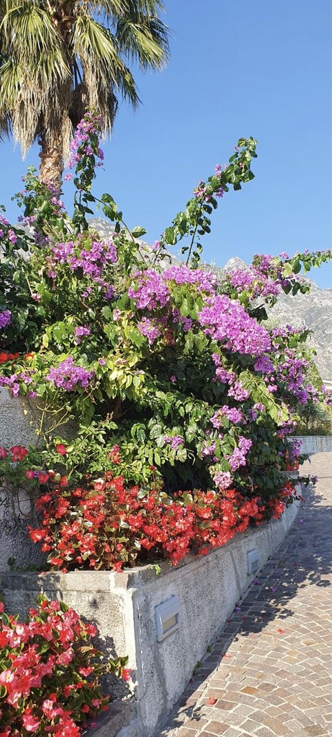 Blooming season