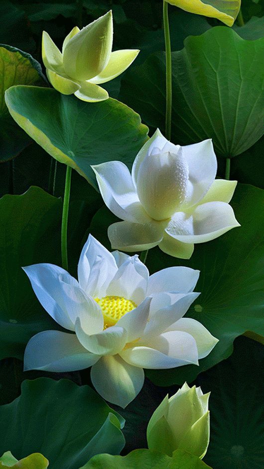 White flowers.