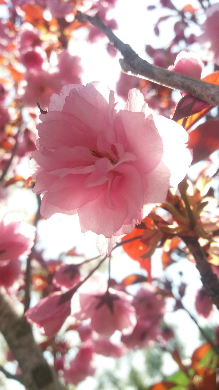 pink and sunshine