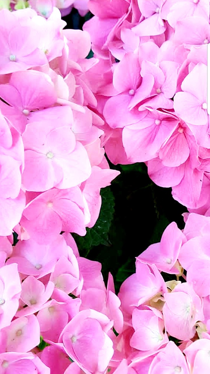 fiore