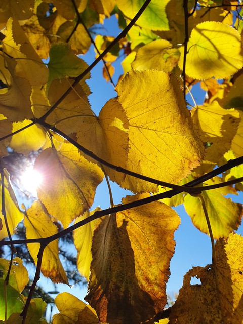 Autumn Leaves
