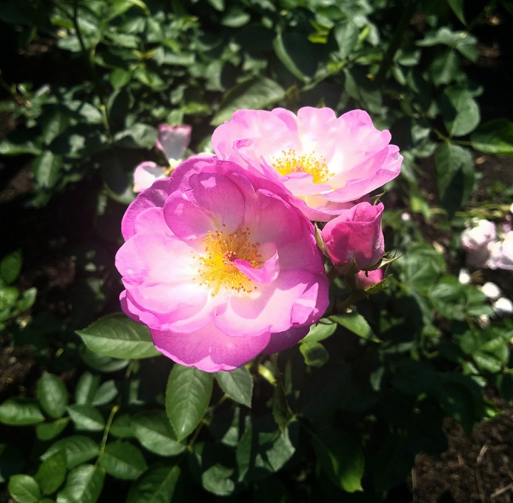 Roses