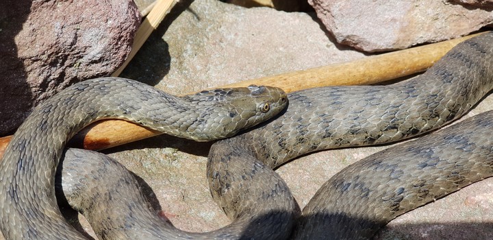 snake