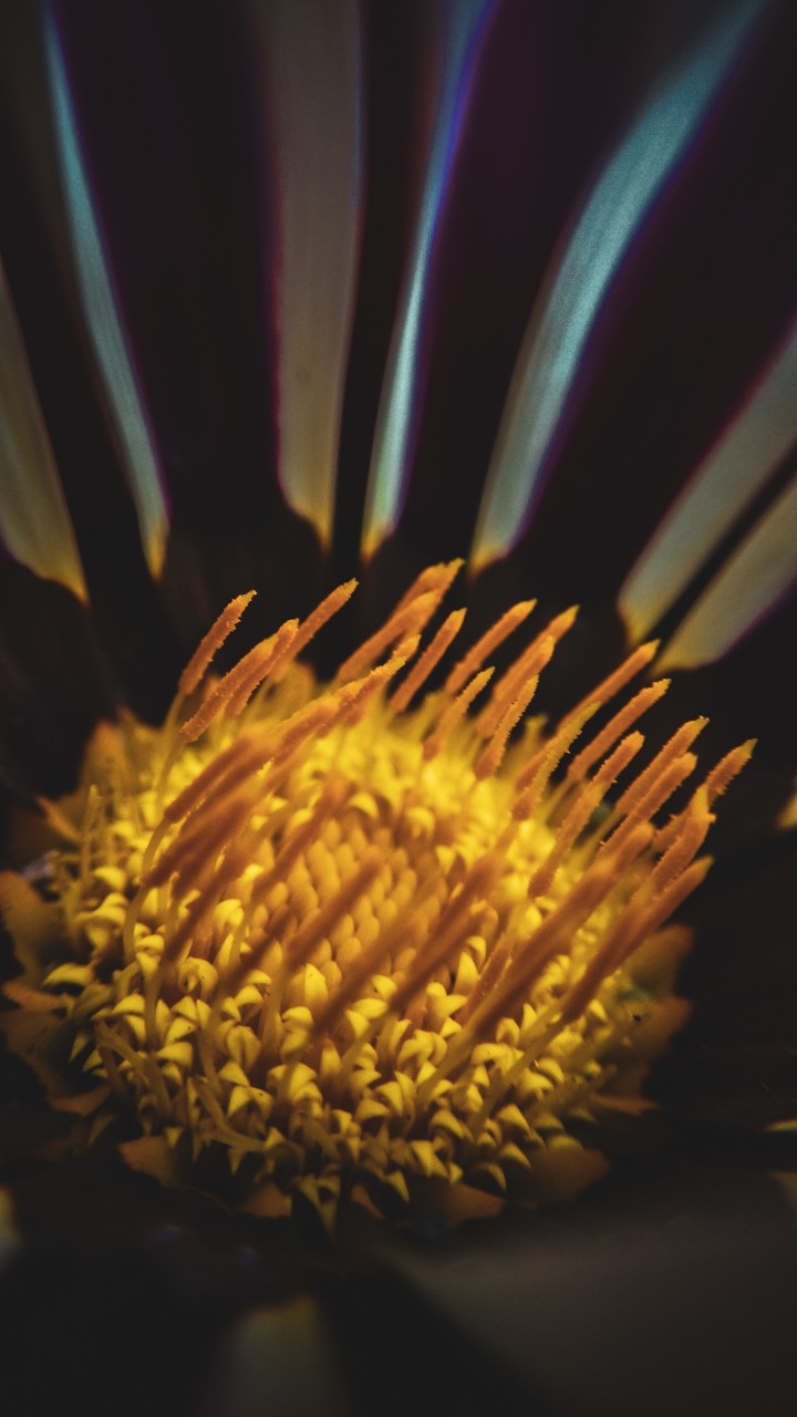 macro shot of flower