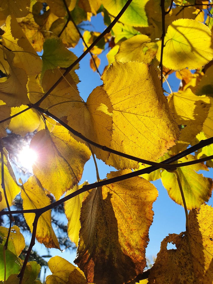 Autumn Leaves