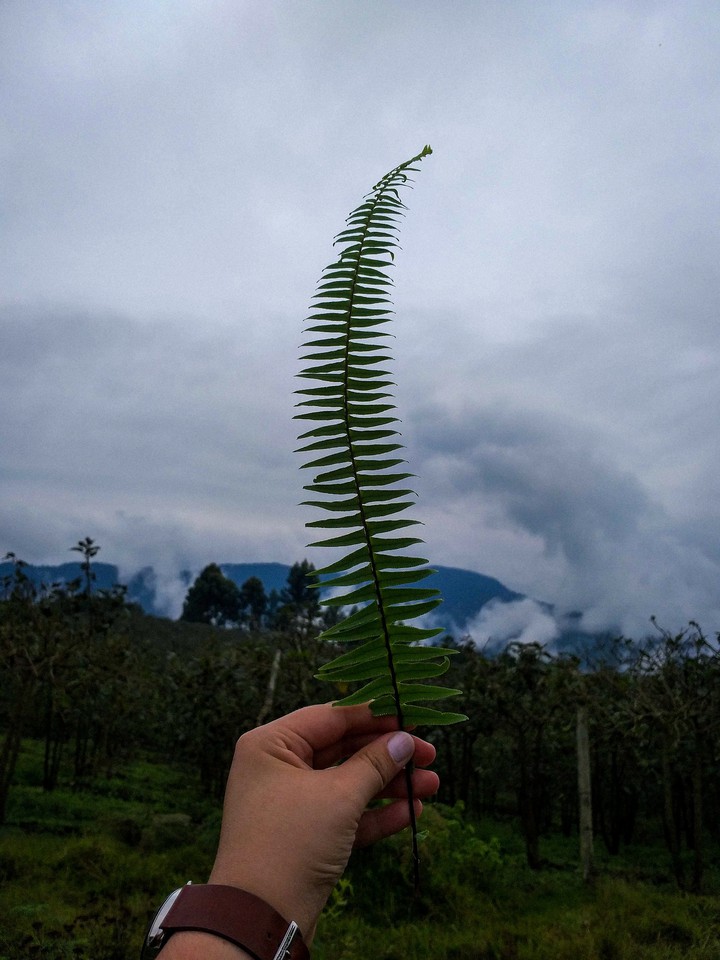 Nature