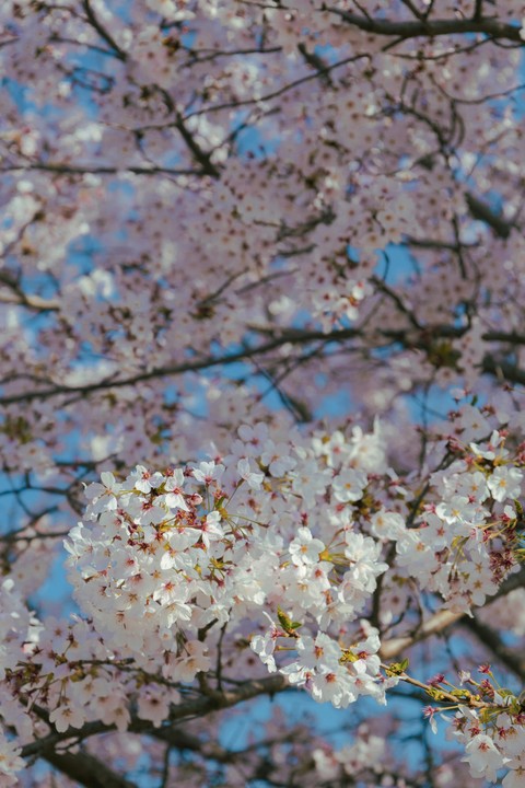 fonds d'écran pink, prunus