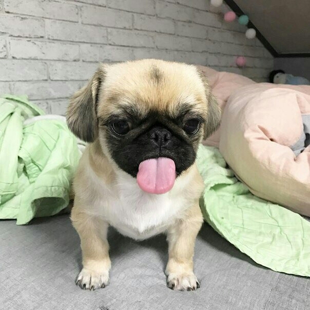 милаха