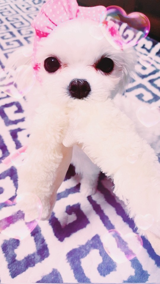 A pretty puppy
