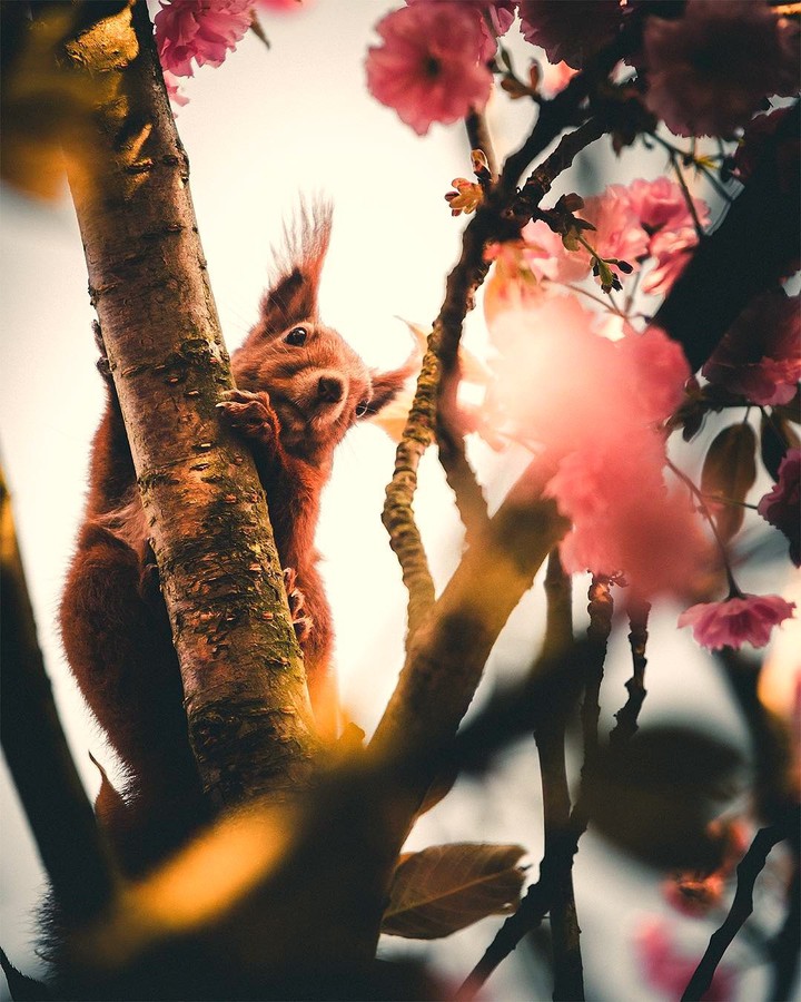 Squirell