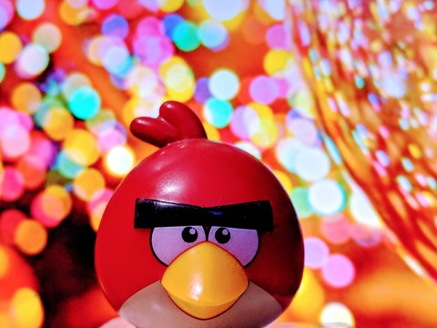 fondos de pantalla yellow, bird