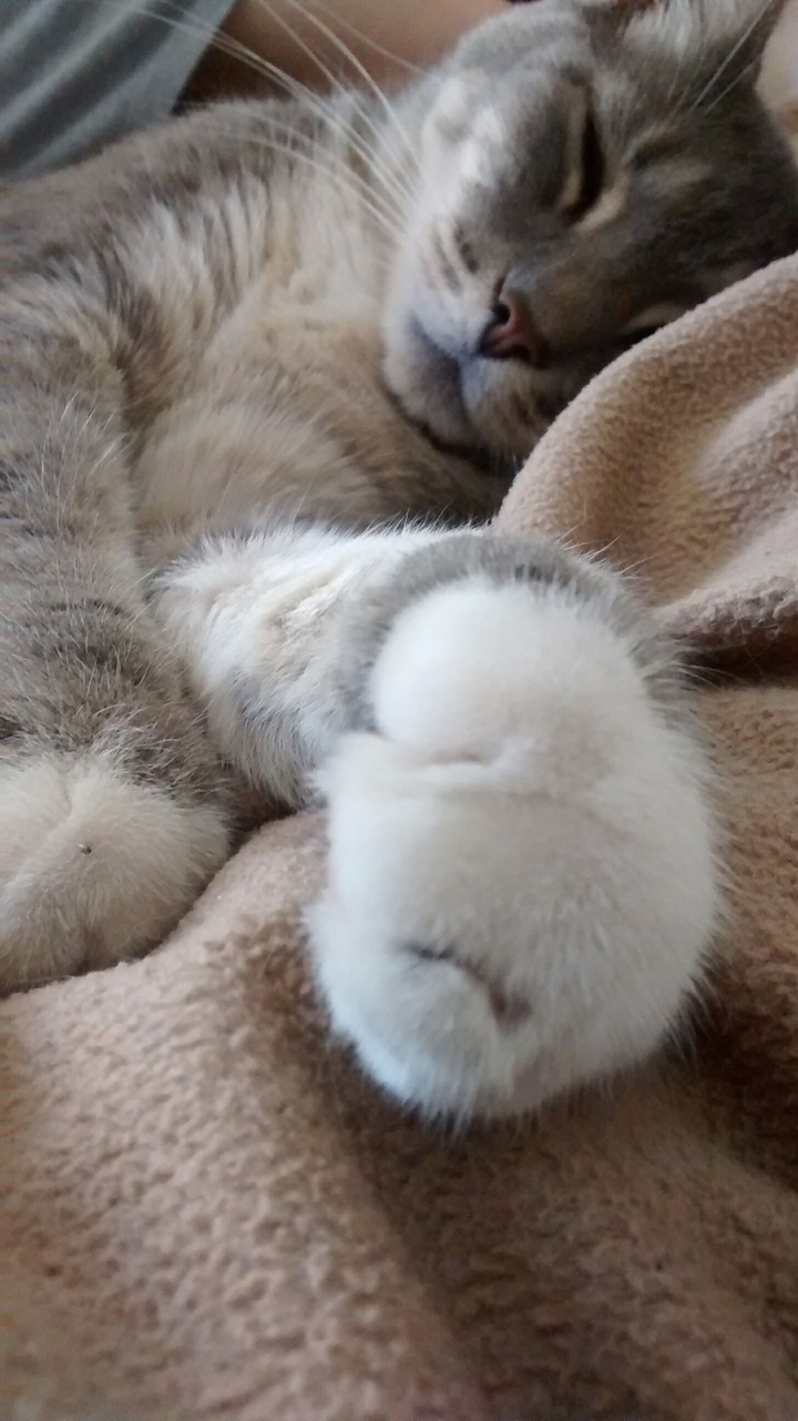 Smokey finally fell asleep.
