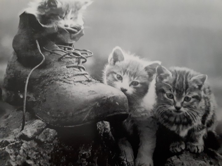 chat