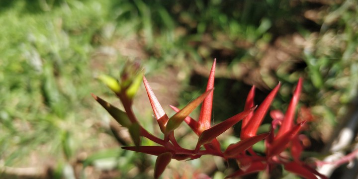 buds