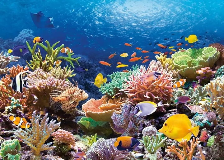 السمك و المرجان،poissons et corail