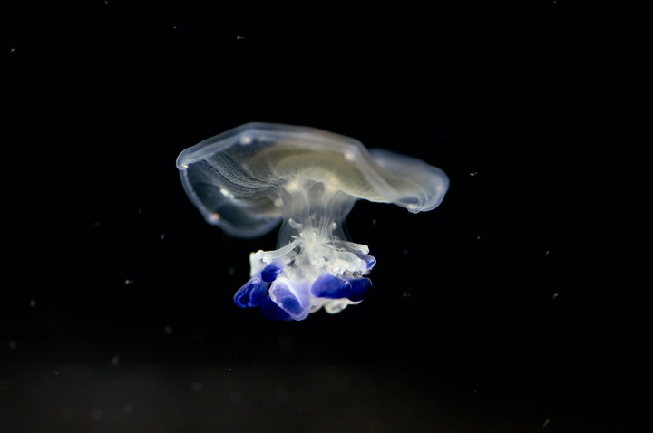 Jellyfish