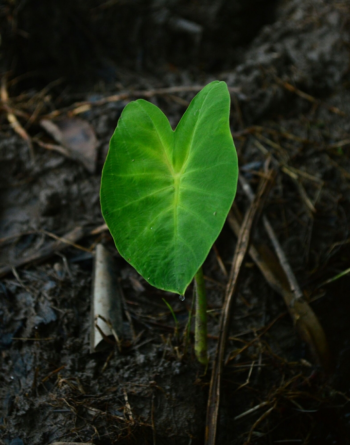 Green Leaf