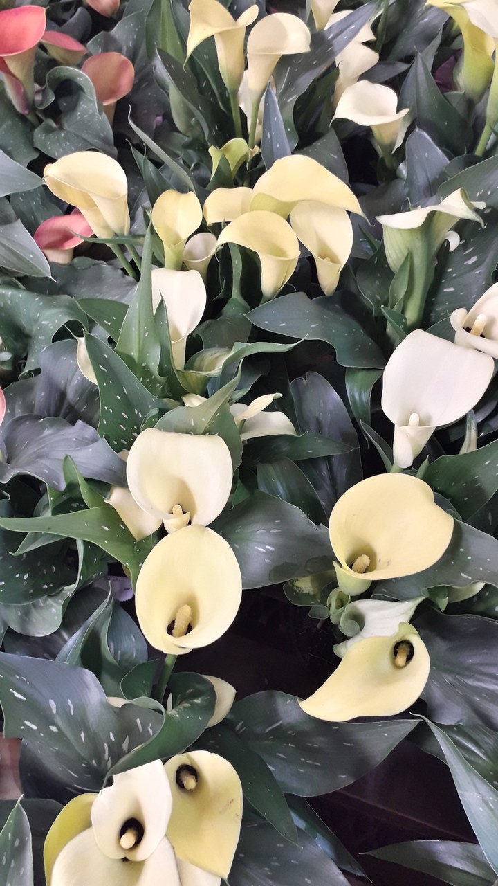flowers
