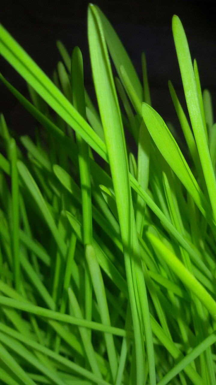 #green #grass #environment #cool
