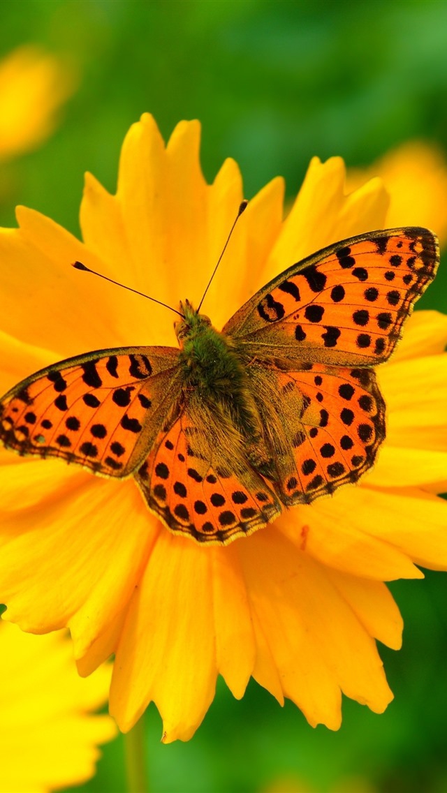 butterfly