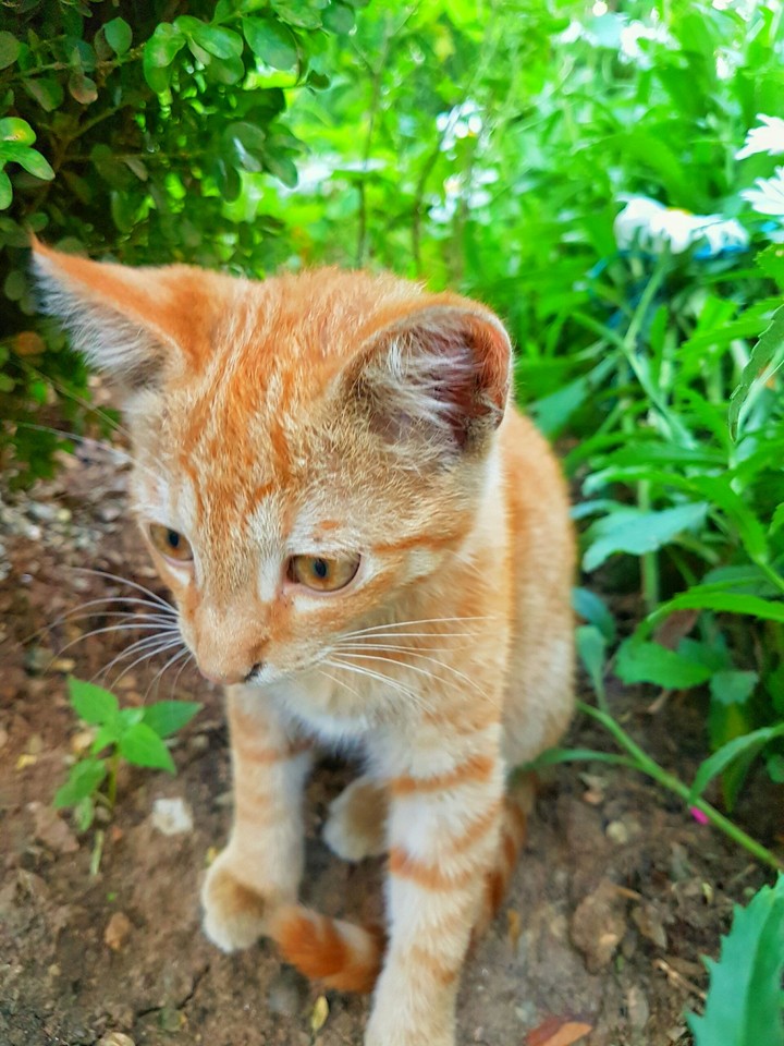 The best cat ever