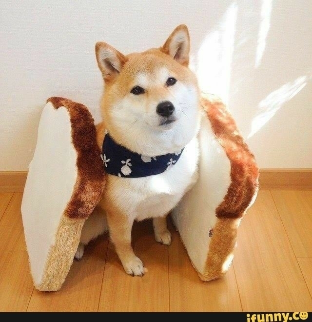 doge
