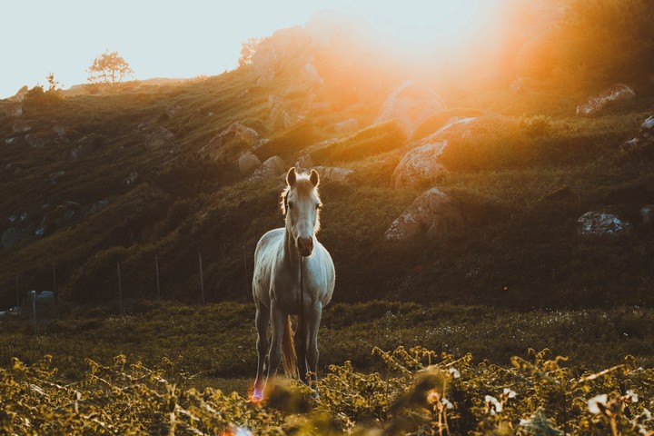 horse