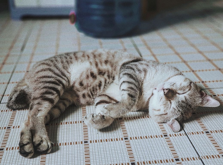 猫