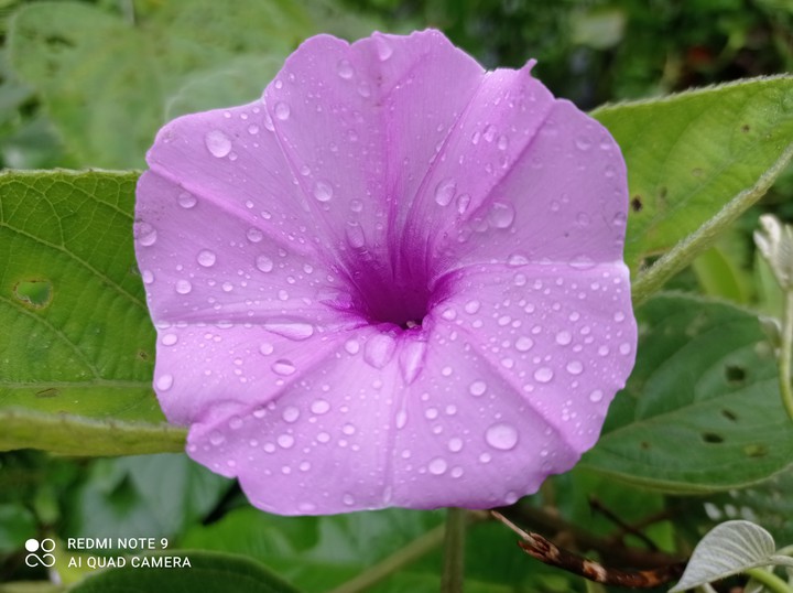 #flower #flowers #nature #photography #flowerstagram #love