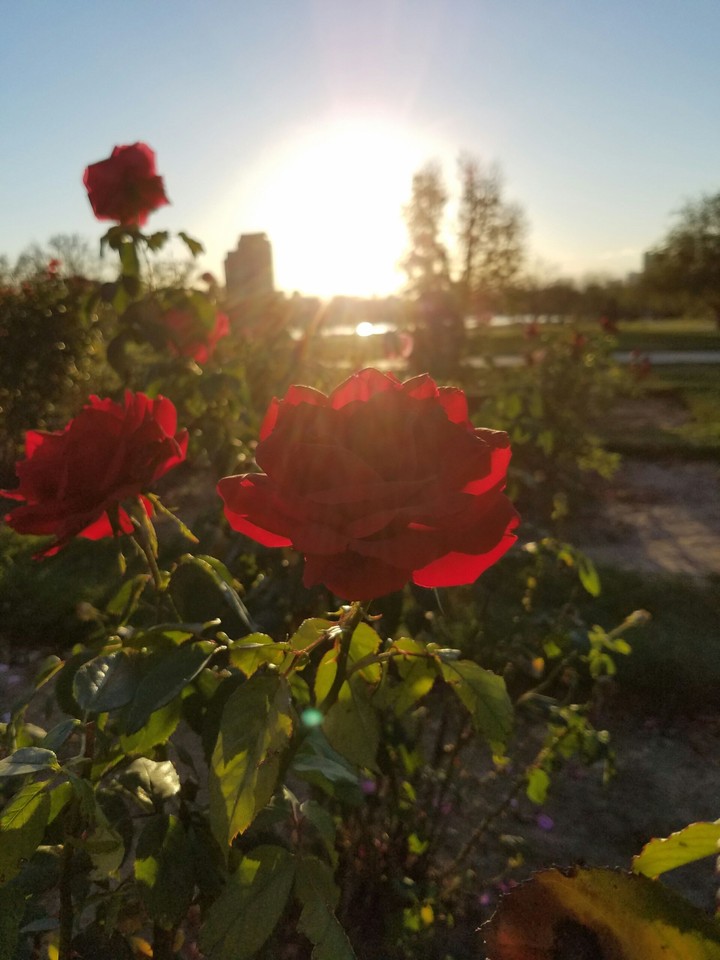 City Park