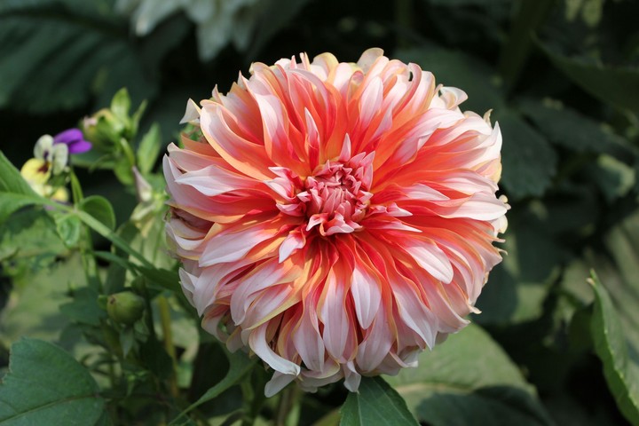 Nature's beauty