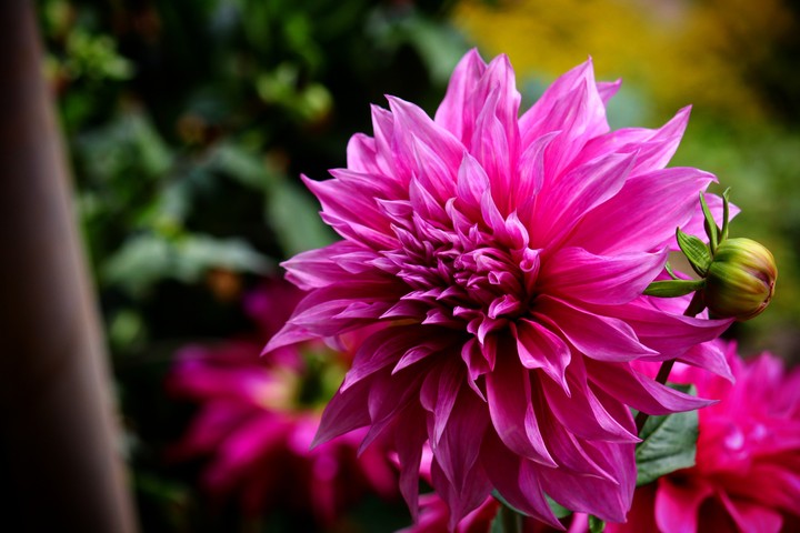 Lovely flower