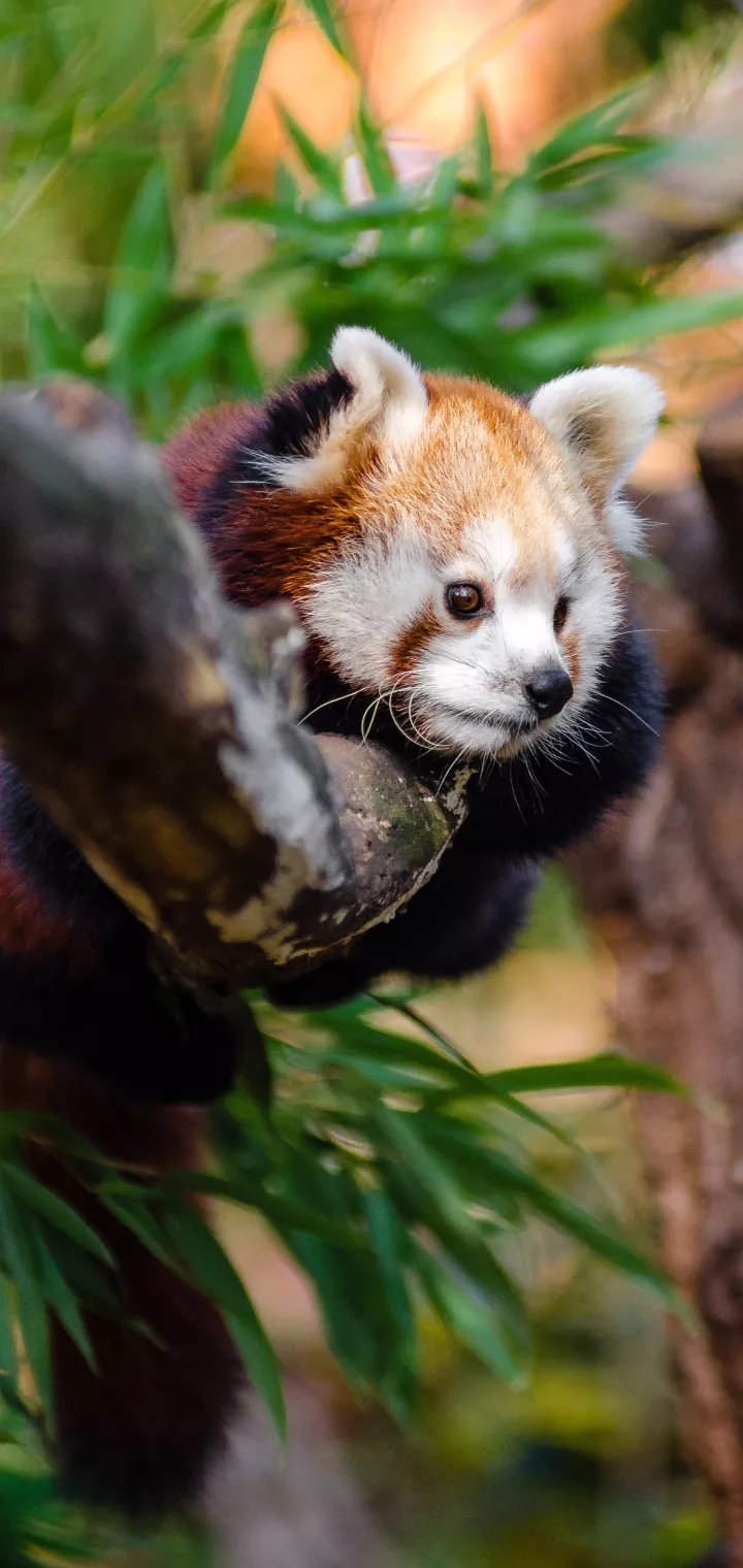 Cute Red ? Panda ?