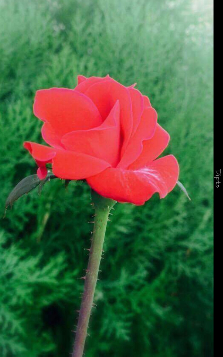 red rose