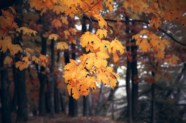 autumn