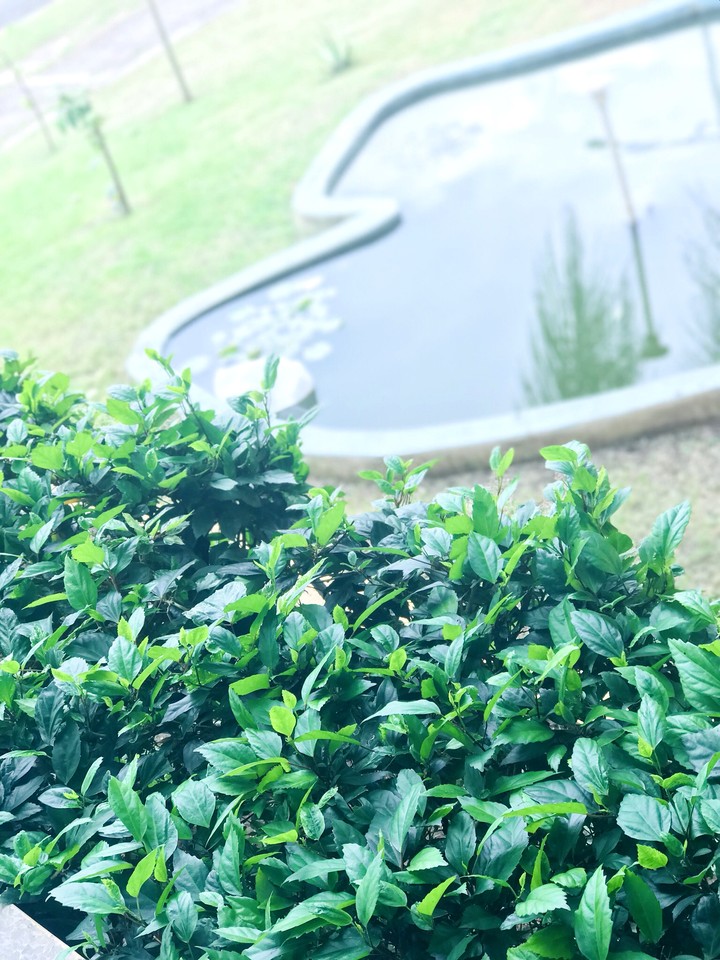 Jardín