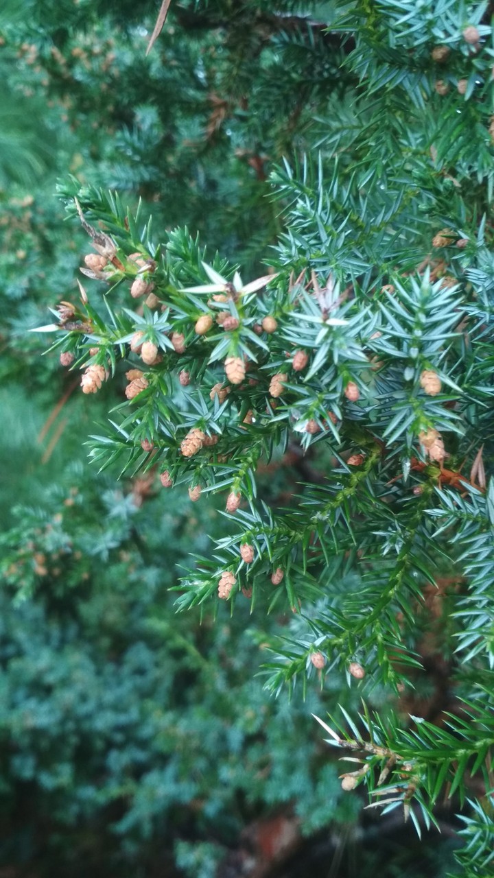 Green tree