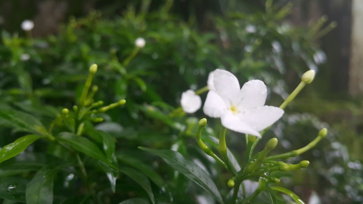 Flower